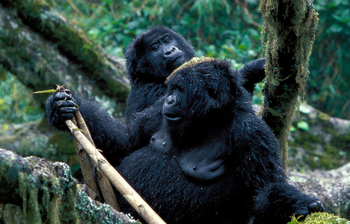 Ρουάντα - Ουγκάντα - Εξερευνητική αποστολή, 9 ημέρες αεροπορικώς από Αθήνα ‣ Ιούνιος (M)