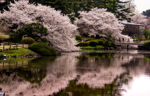 Ανθισμένες κερασιές & Σακουρα στην Ιαπωνία, 12 ημέρες αεροπορικώς από Αθήνα ‣ 25η Μαρτίου (MN)