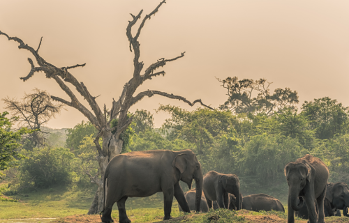 Εξωτική Σρι Λάνκα, 7+1 ημέρες αεροπορικώς ‣ Κάθε εβδομάδα (F)