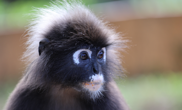 Μαλαισία... Φύση, πολιτισμός, πολύ καλή γαστρονομία & ιστορία, 8 ημέρες / 6 νύχτες αεροπορικώς από Αθήνα ‣ Μάιος & Ιούλιος (CM)