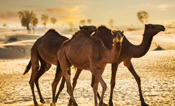 Ντουμπάι, 6 ημέρες αεροπορικώς από Θεσσαλονίκη  ‣ Μάρτιος- Απρίλιος (M) 
