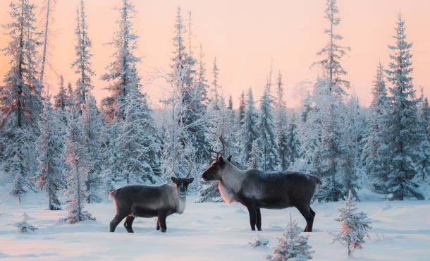 Λαπωνία με διαμονή σε ιγκλού, 10 ημέρες αεροπορικώς από Αθήνα ‣ Χριστούγεννα - Πρωτοχρονιά - Θεοφάνεια (ΜΝ) 