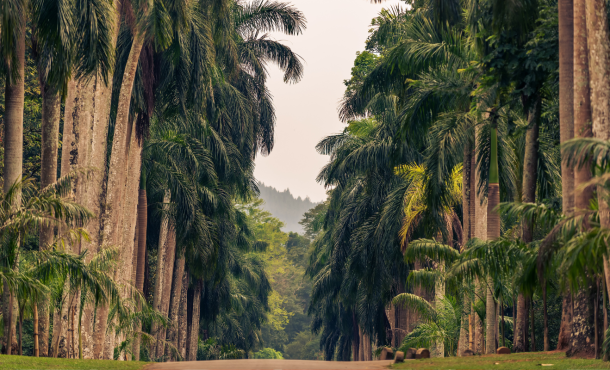 Η Σρι Λάνκα από άκρη σε άκρη, 12 ημέρες αεροπορικώς από Θεσσαλονίκη Αθήνα & Λάρνακα ‣ Ιανουάριος έως Ιούνιος (V)
