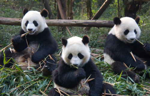 Καρδιά της Κίνας «Απαγορευμένη Πόλη» 12 ημέρες από Αθήνα ‣ Μάιος έως Δεκέμβριος (GS) 