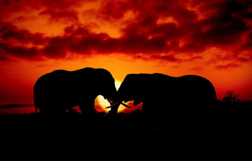 Ζανζιβάρη.. με μοναδική εμπειρία σαφάρι στο μεγαλύτερο πάρκο σαφάρι της Τανζανίας, 8, 10 ημέρες από Αθήνα & Θεσσαλονίκη ‣ Ιούλιος (Μ)