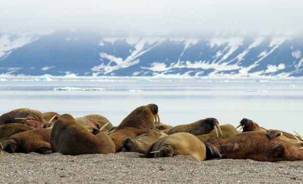 Καλοκαιρινή περιπέτεια στα νησιά Svalbard- Νορβηγικό Αρχιπέλαγος 6 ημέρες αεροπορικώς από Αθήνα ‣ Ιούλιος (NX) 