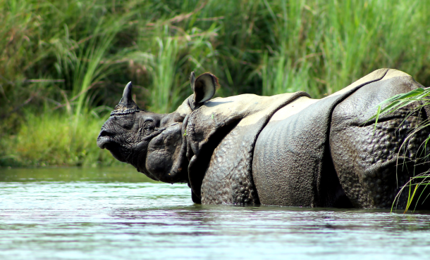 Πανόραμα Νεπάλ, στη σκιά των Ιμαλαΐων & Σαφάρι στο Τσιτουάν, 11 ημέρες αεροπορικώς από Αθήνα ‣ Απρίλιος έως Αύγουστος (CM) 